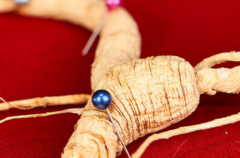 最正宗的人参品牌有哪些？ 八款优选榜单更新，看完再买不亏