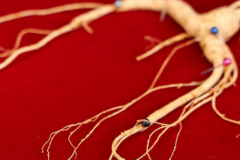 最正宗的野山参品牌有哪些？十大必入爆款野山参榜单权威推荐